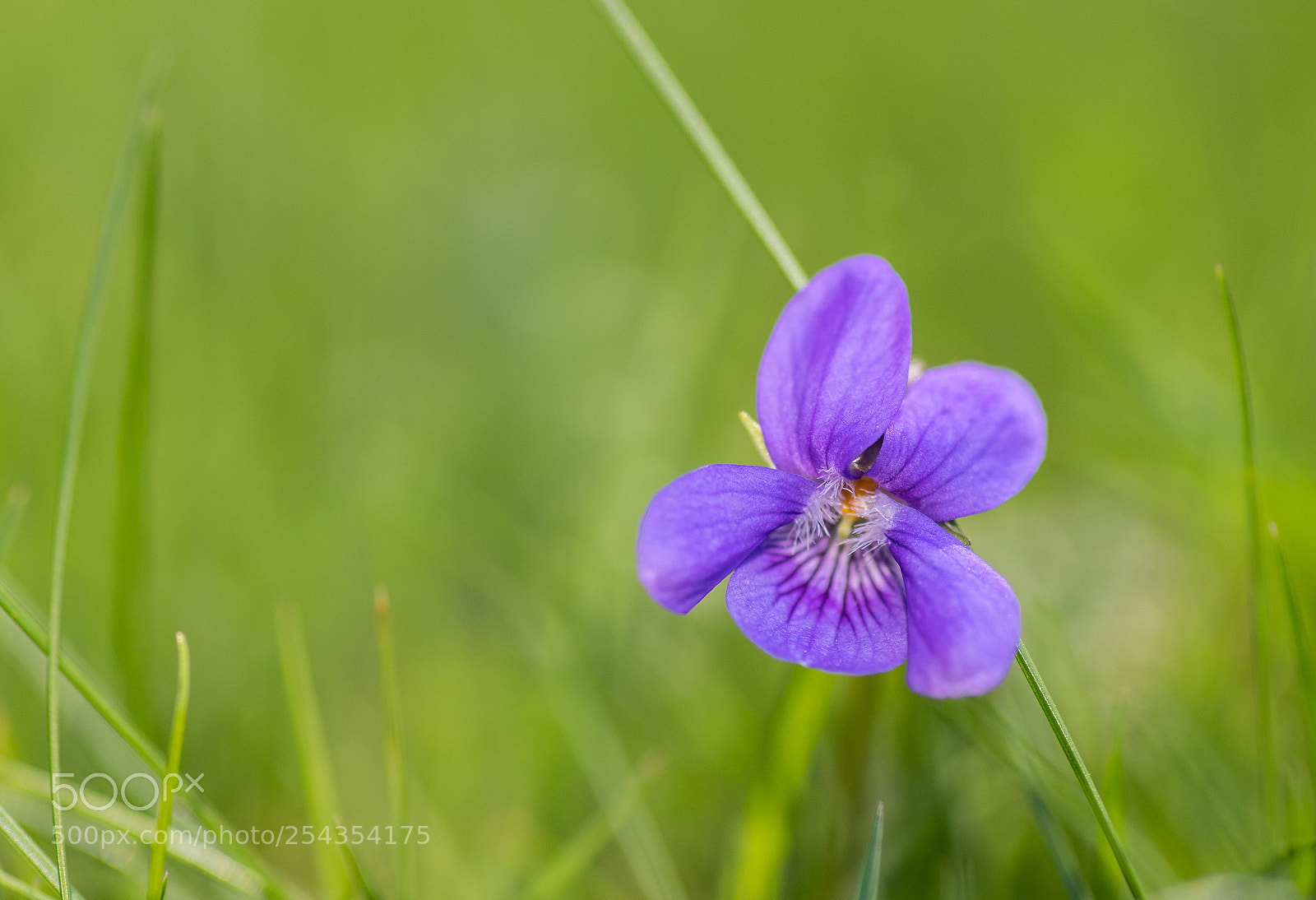 Canon EOS 6D Mark II sample photo. Tinypurpleflower photography