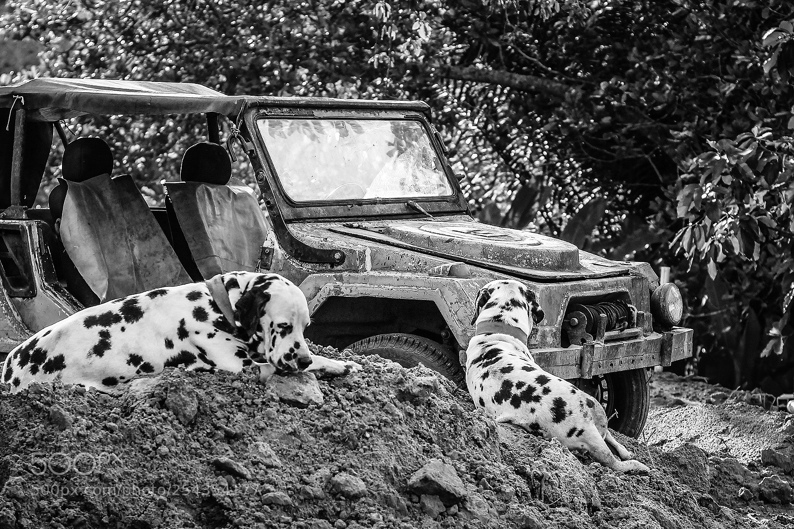 Canon EOS 60D sample photo. The dogs ii photography