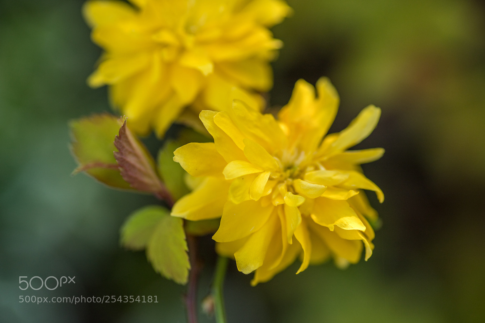 Canon EOS 6D Mark II sample photo. Yellowflourish photography