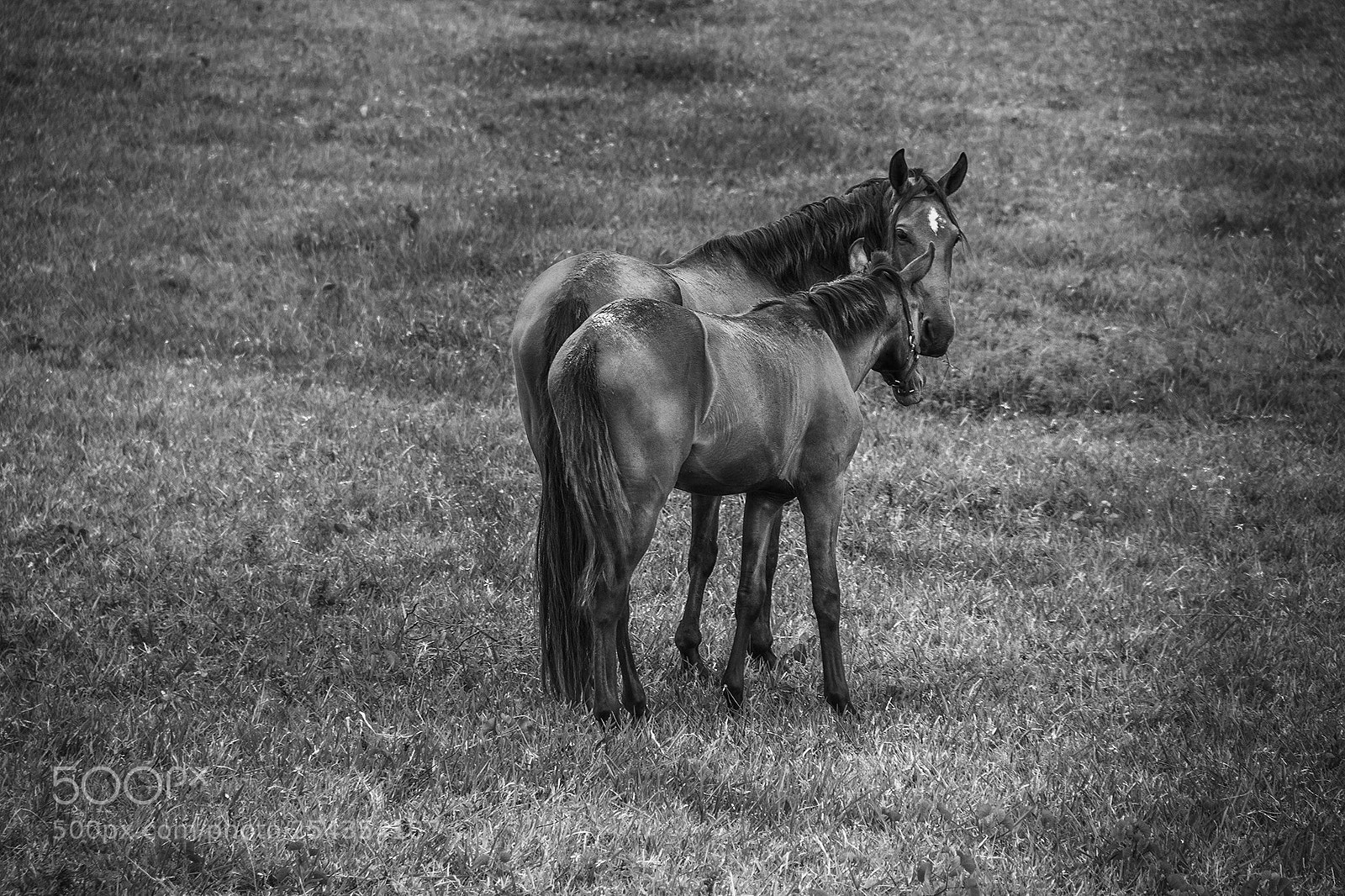 Canon EOS 60D sample photo. The horses photography