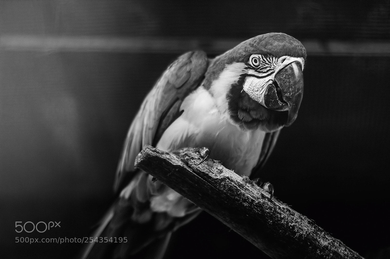 Canon EOS 60D sample photo. The macaw photography