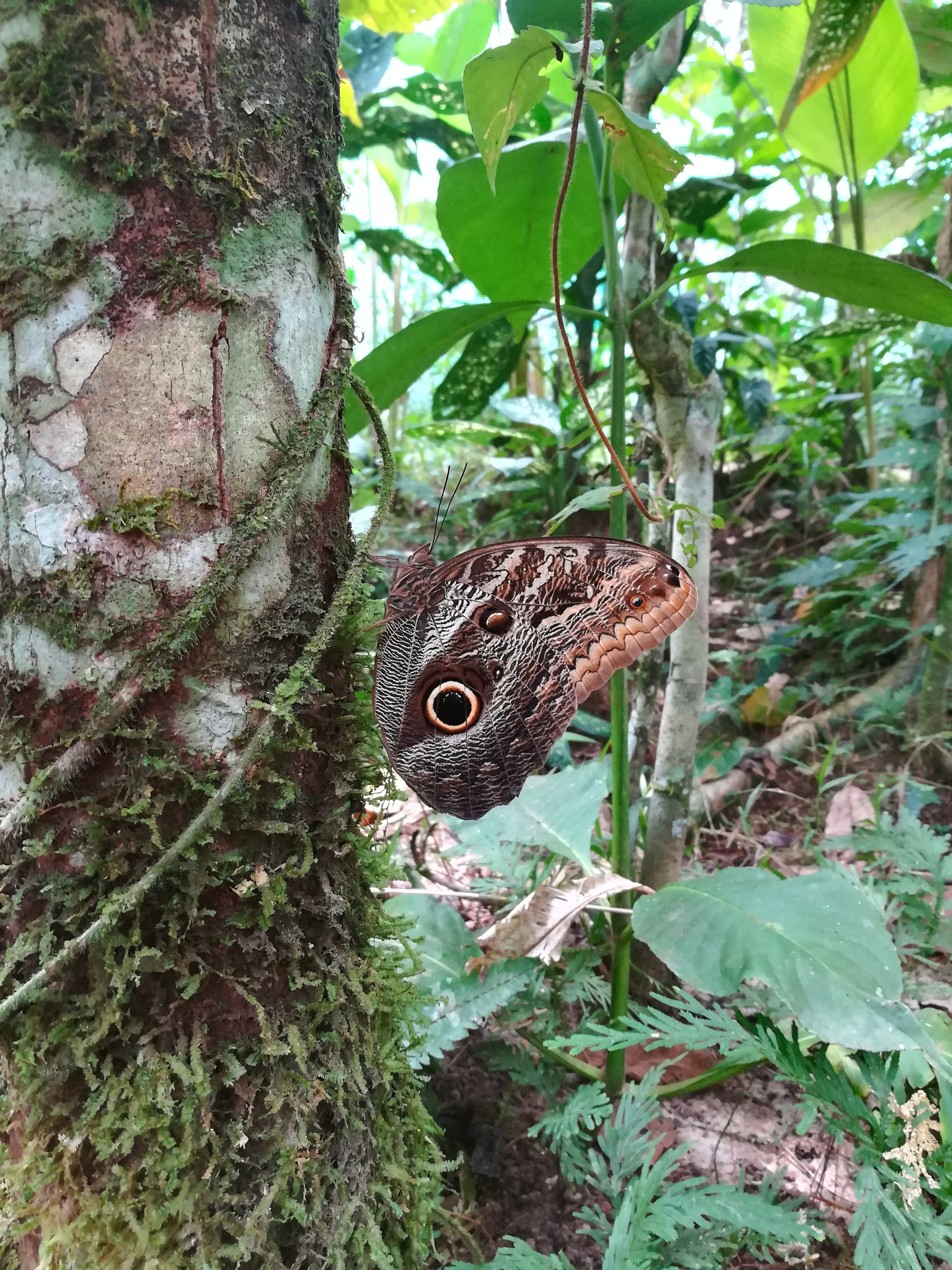 HUAWEI MATE 9 LITE sample photo. Owl butterfly photography