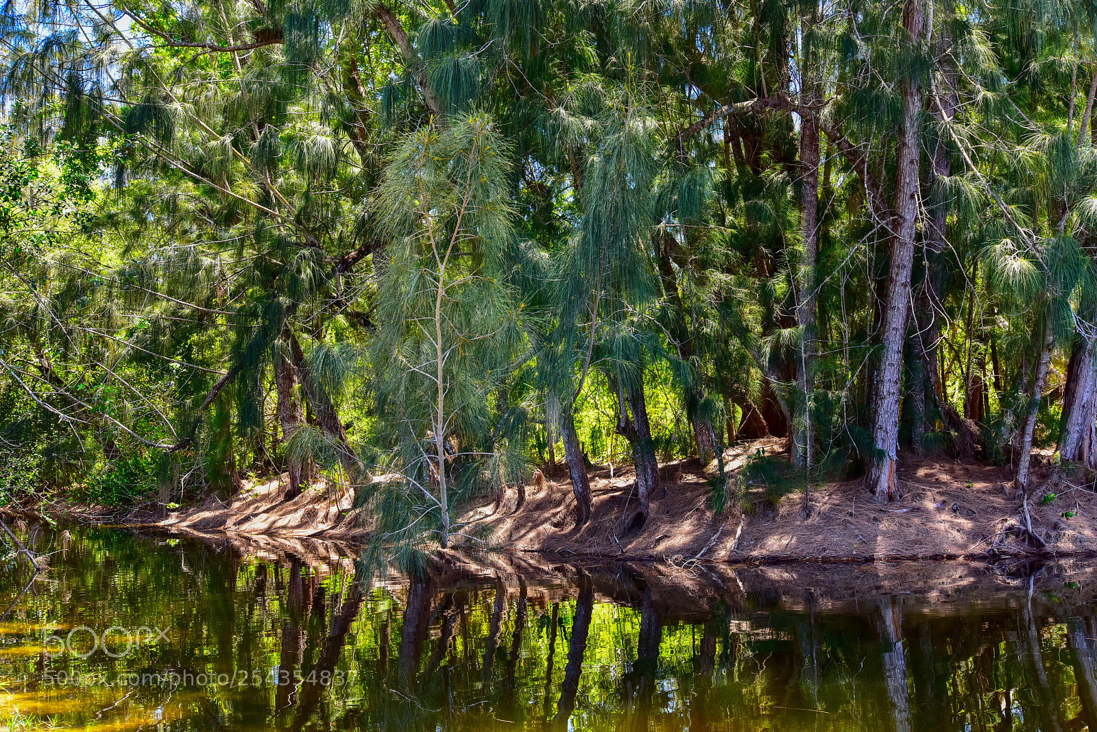 Nikon D810 sample photo. Shadow spring  photography