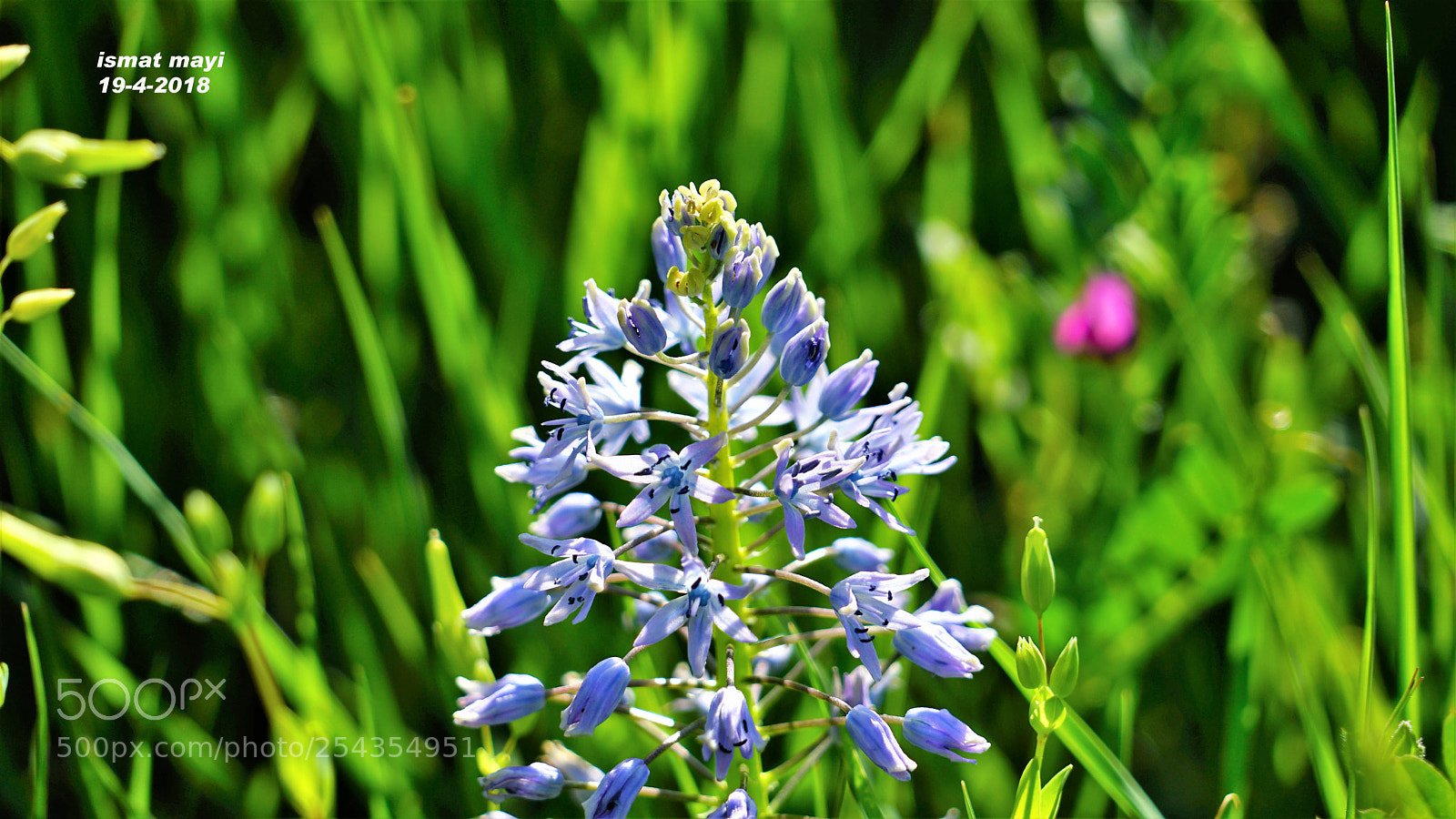 Sony a7 II sample photo. 9.jpg photography
