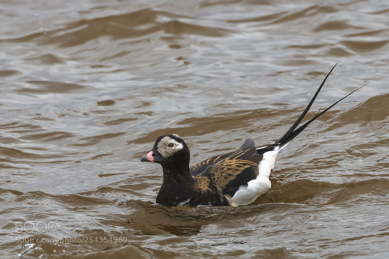 Nikon D850 sample photo. Longtail duck breeding plumage photography
