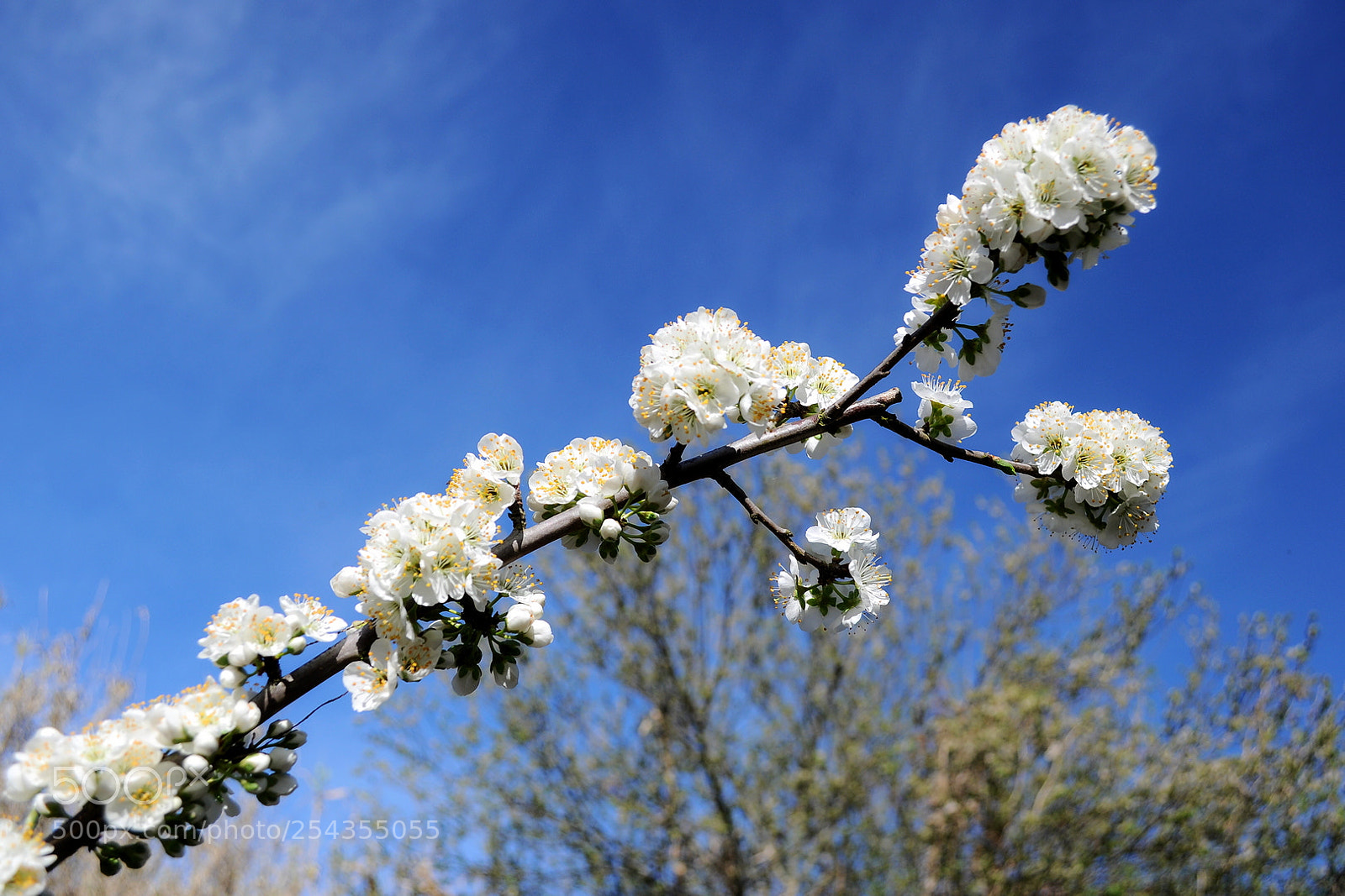 Nikon D5000 sample photo. Arvoreemfloriii photography