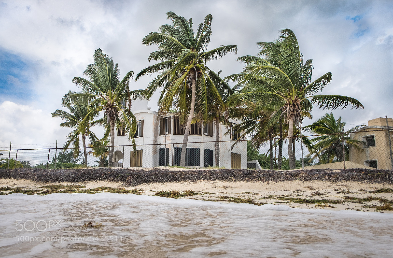 Fujifilm X-T1 sample photo. In the palms photography