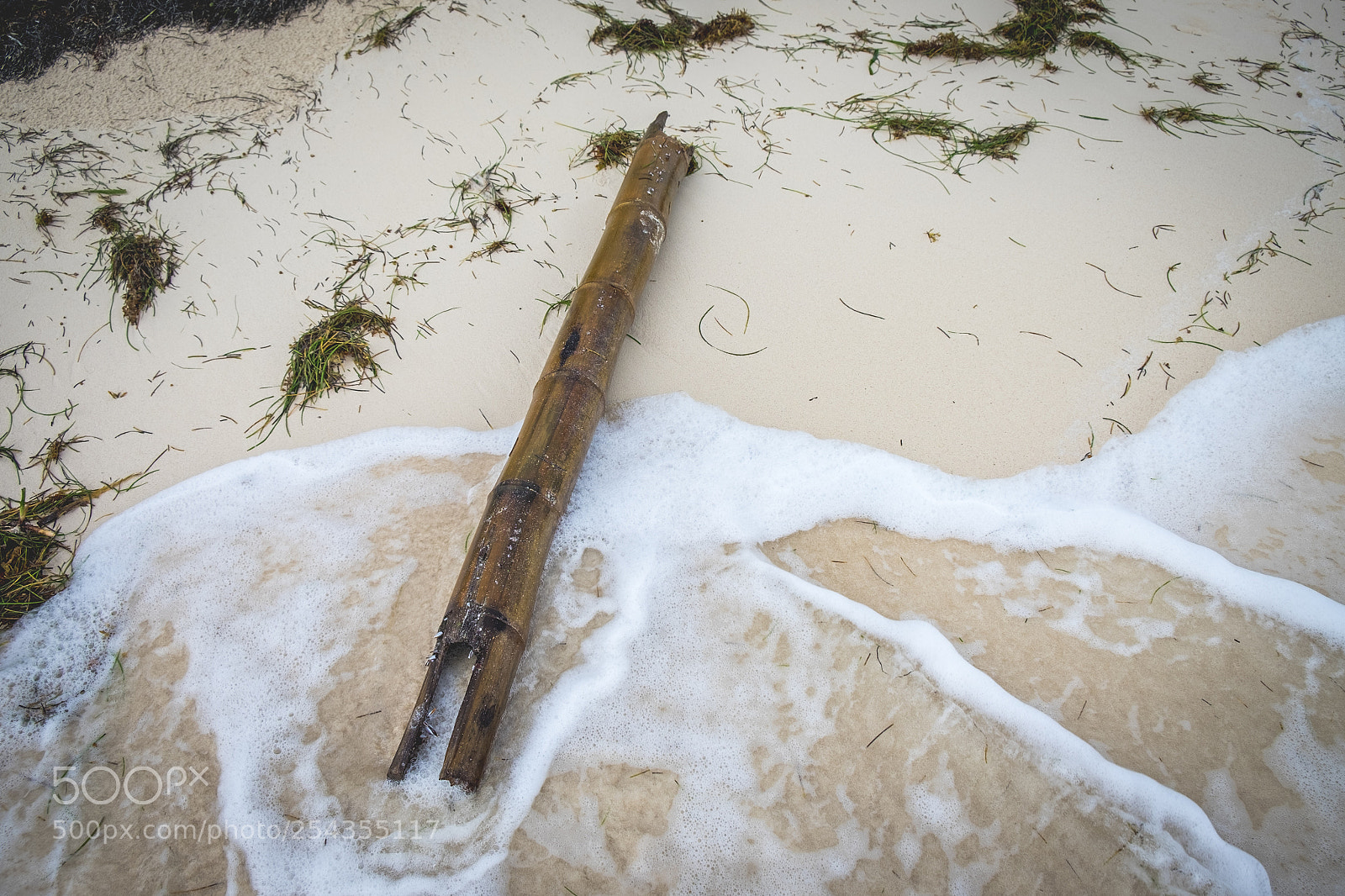 Fujifilm X-T1 sample photo. Bamboo photography