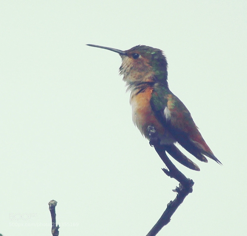 Canon EOS 60D sample photo. Humming on a twig photography