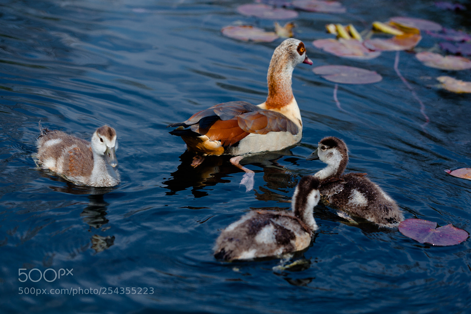 Canon EOS 5D Mark II sample photo. Ducks photography
