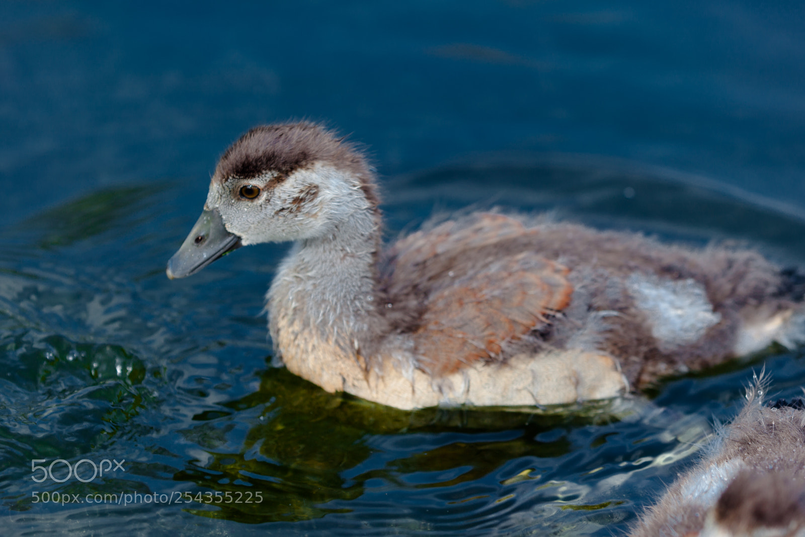 Canon EOS 5D Mark II sample photo. Ducks photography