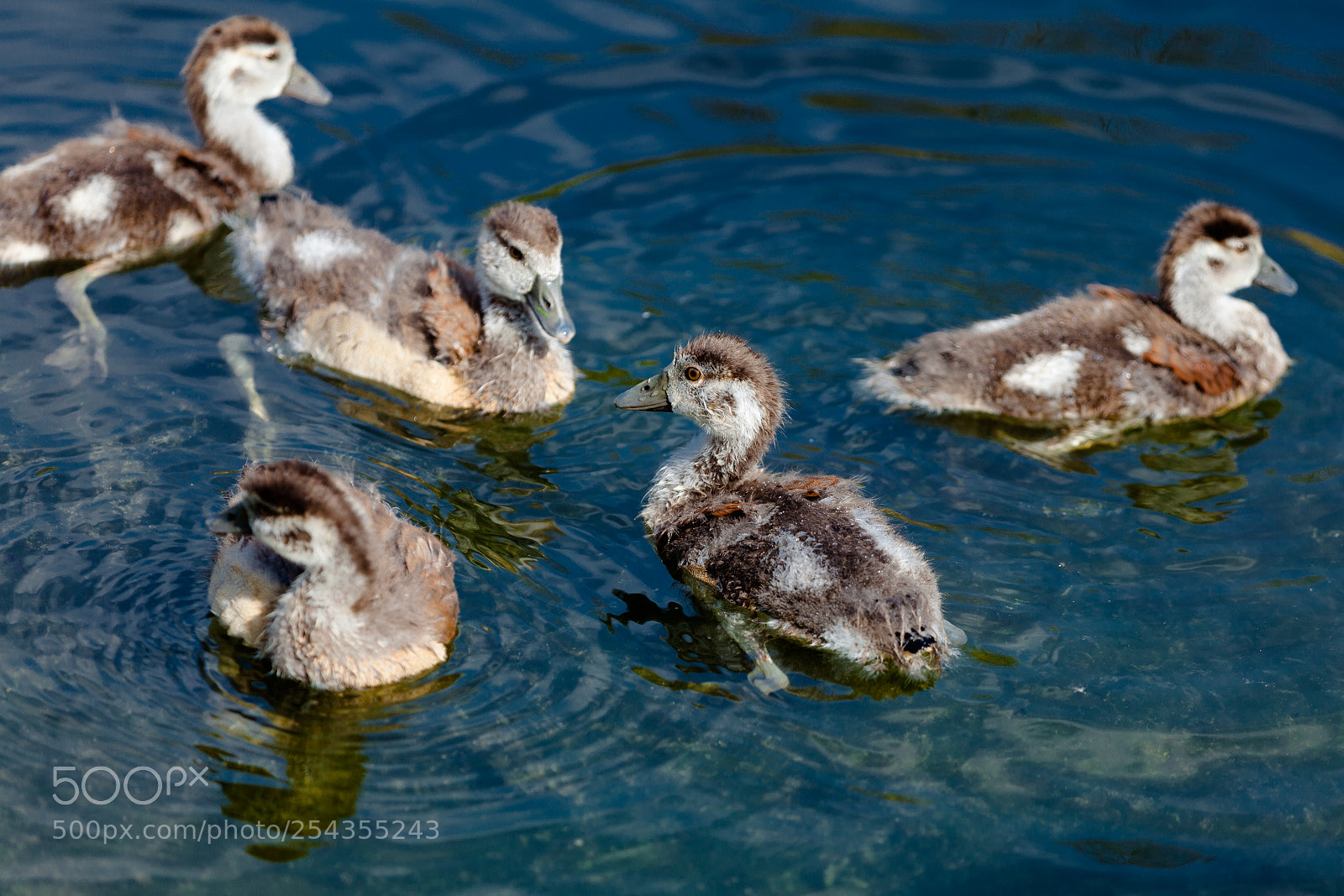 Canon EOS 5D Mark II sample photo. Ducks photography