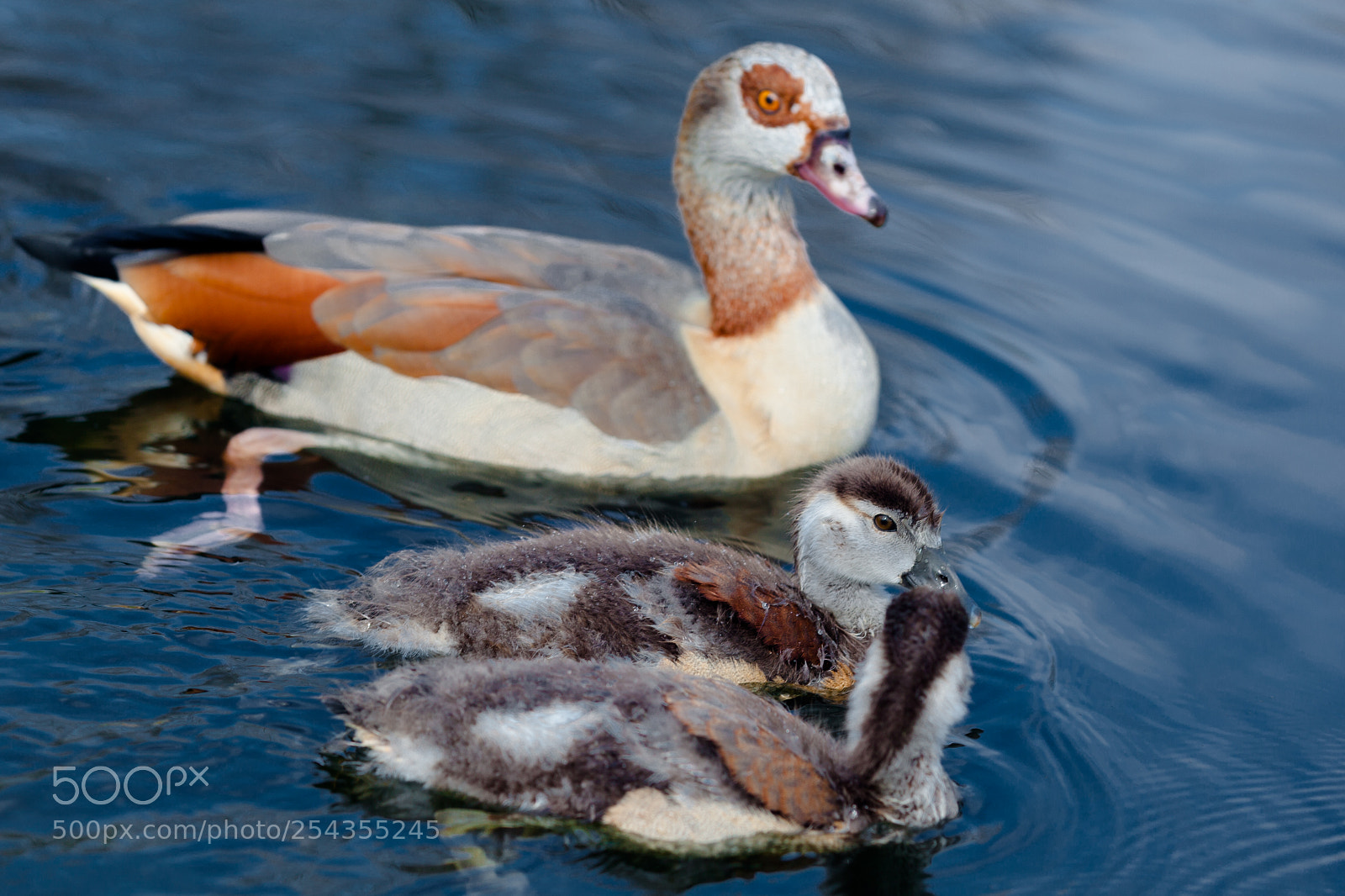 Canon EOS 5D Mark II sample photo. Ducks photography