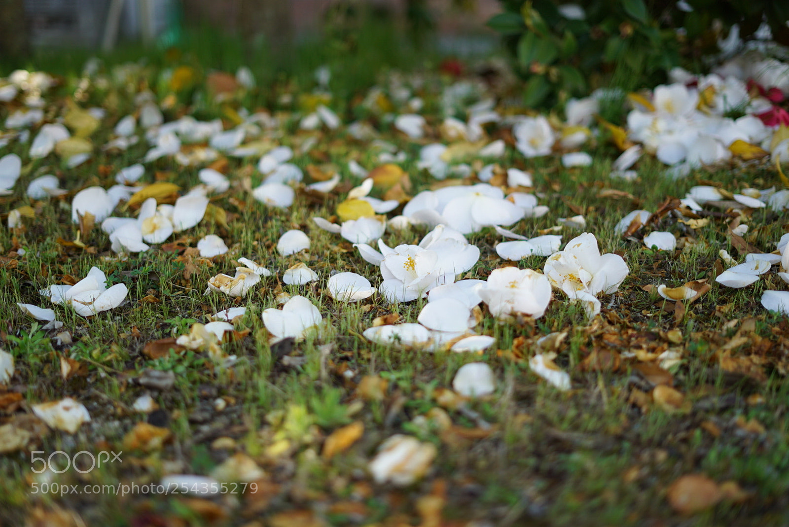 Sony a7S sample photo. Untitled photography