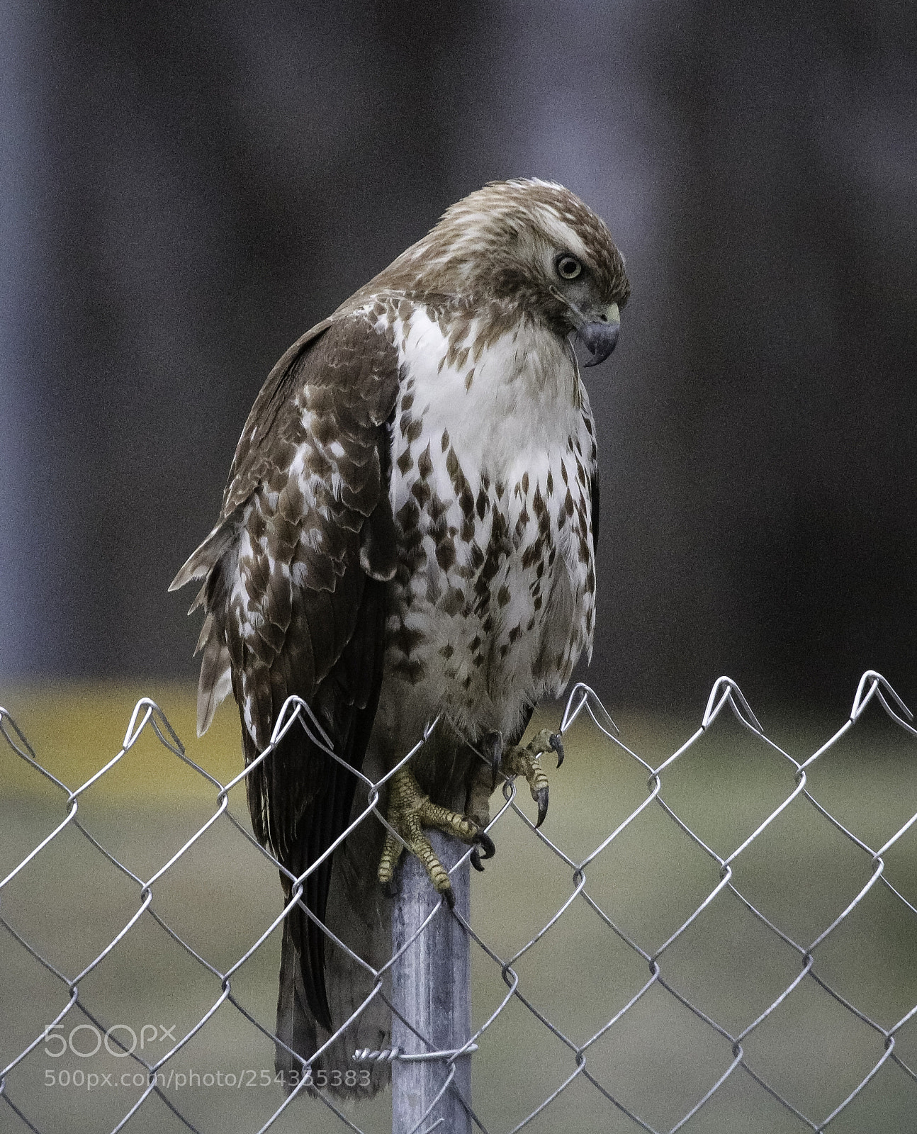 Canon EOS 750D (EOS Rebel T6i / EOS Kiss X8i) sample photo. Red-tail hunting close photography