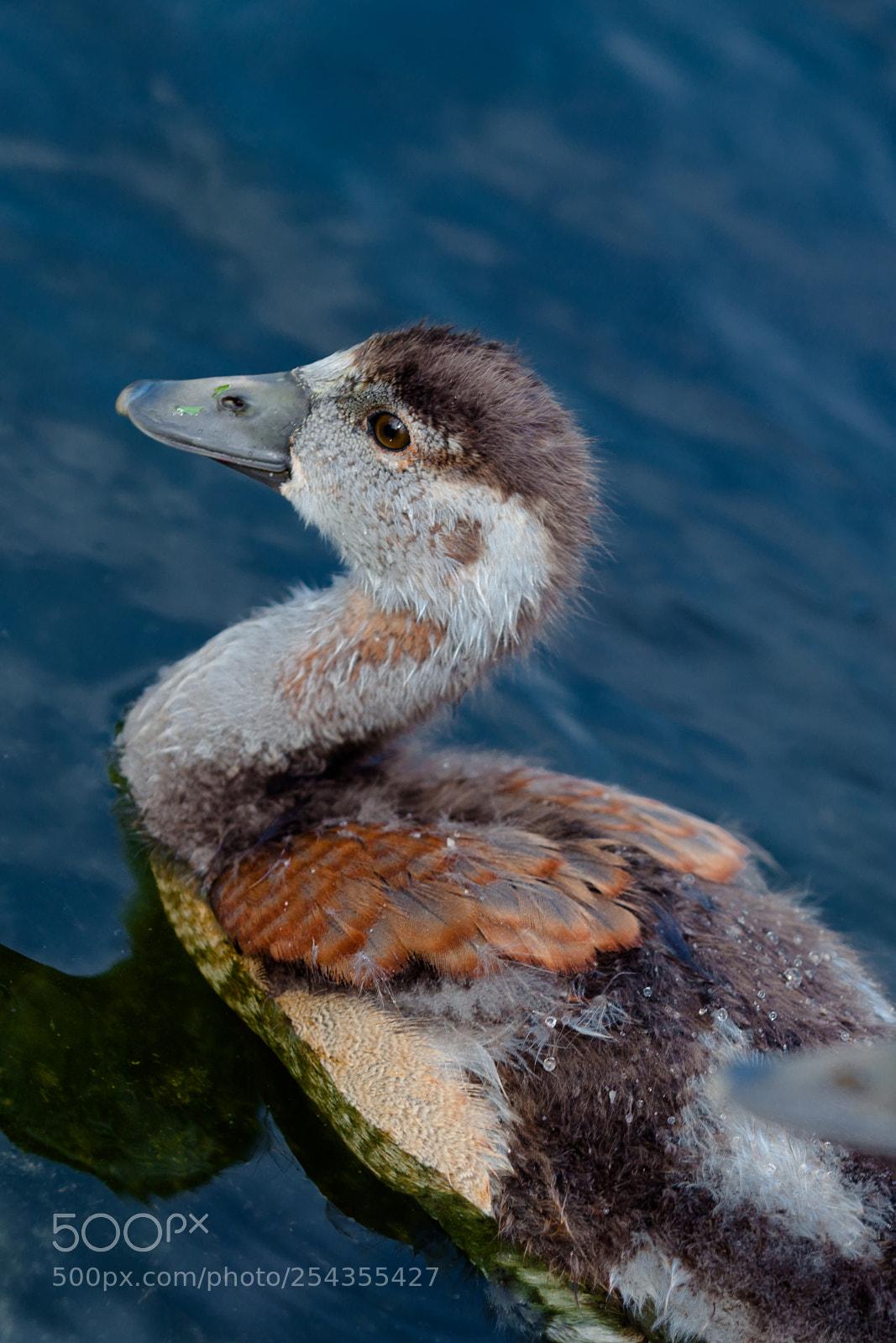 Canon EOS 5D Mark II sample photo. Ducks photography