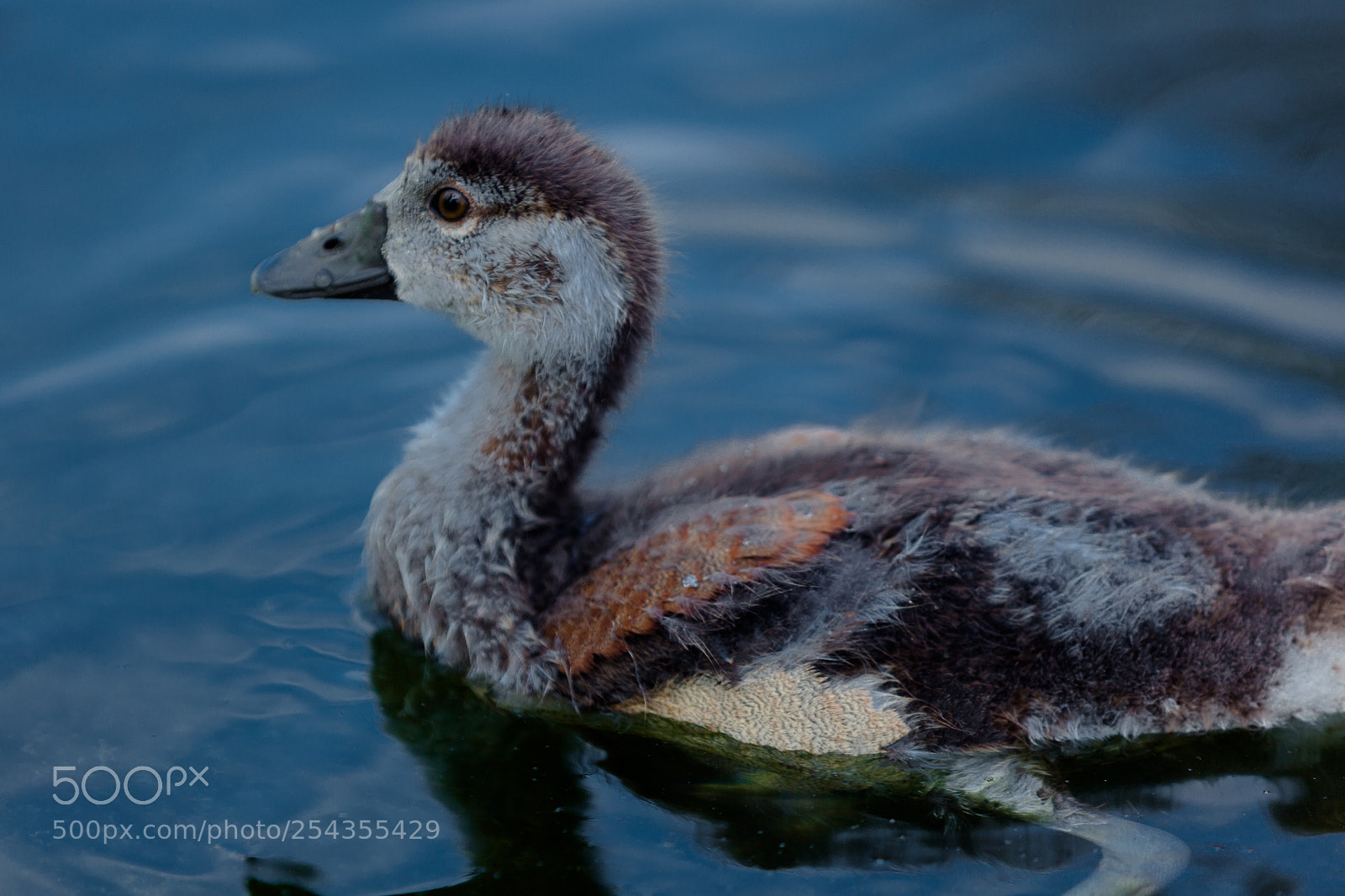 Canon EOS 5D Mark II sample photo. Ducks photography