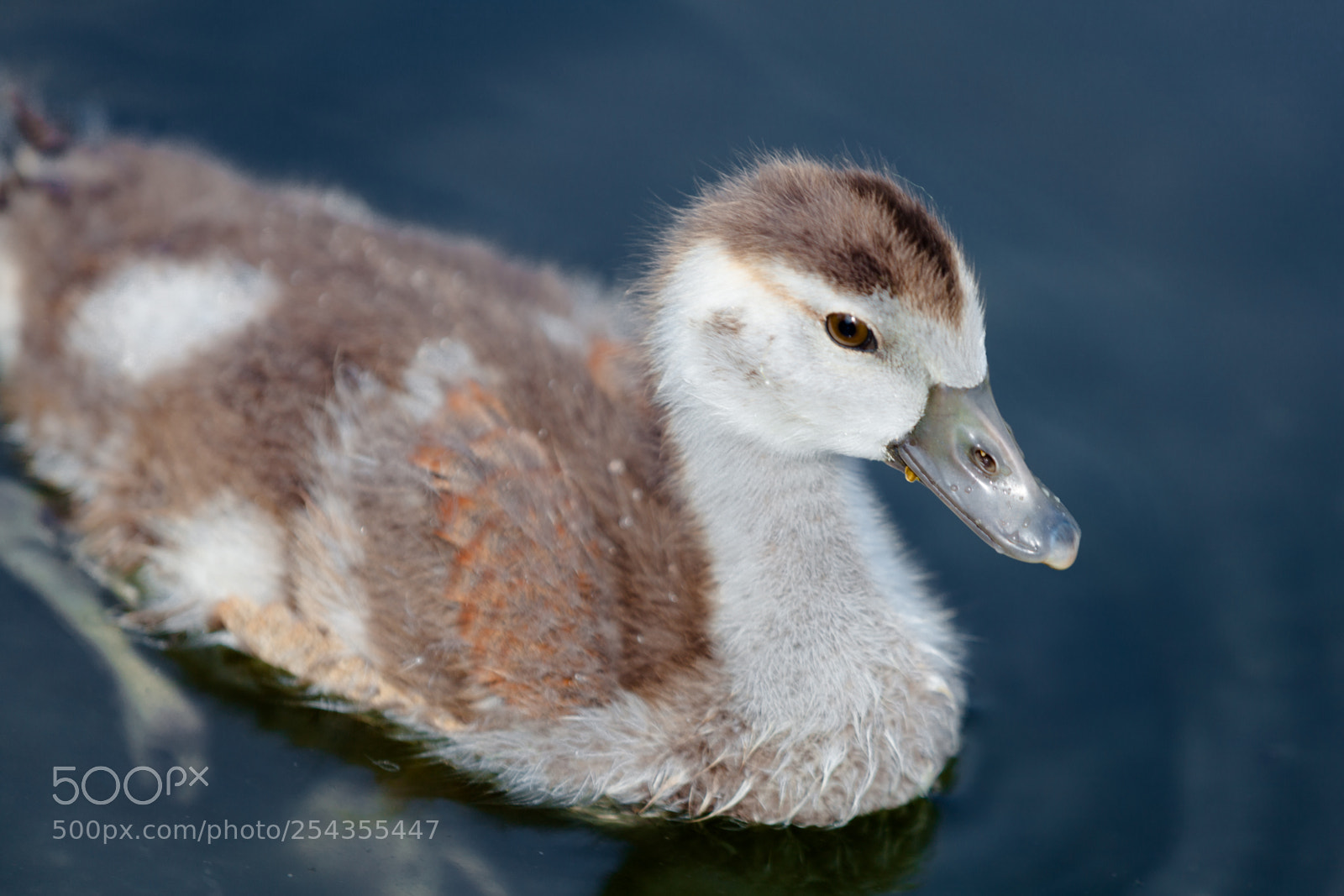 Canon EOS 5D Mark II sample photo. Ducks photography