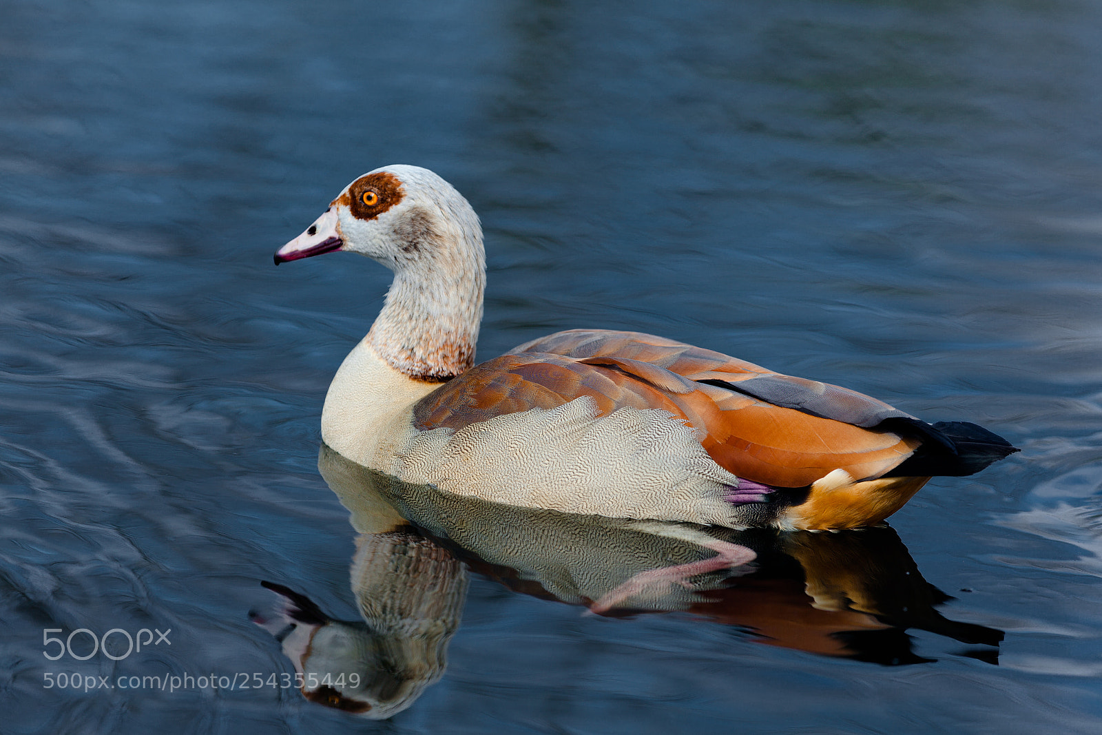 Canon EOS 5D Mark II sample photo. Ducks photography