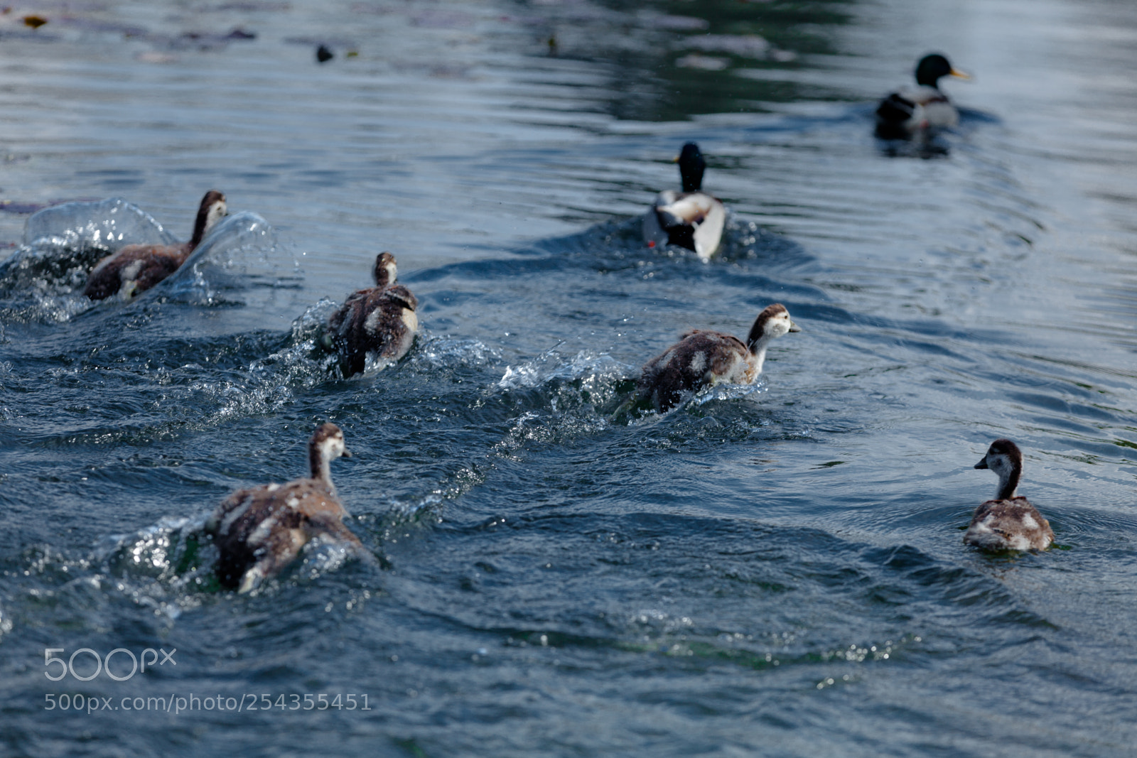 Canon EOS 5D Mark II sample photo. Ducks photography