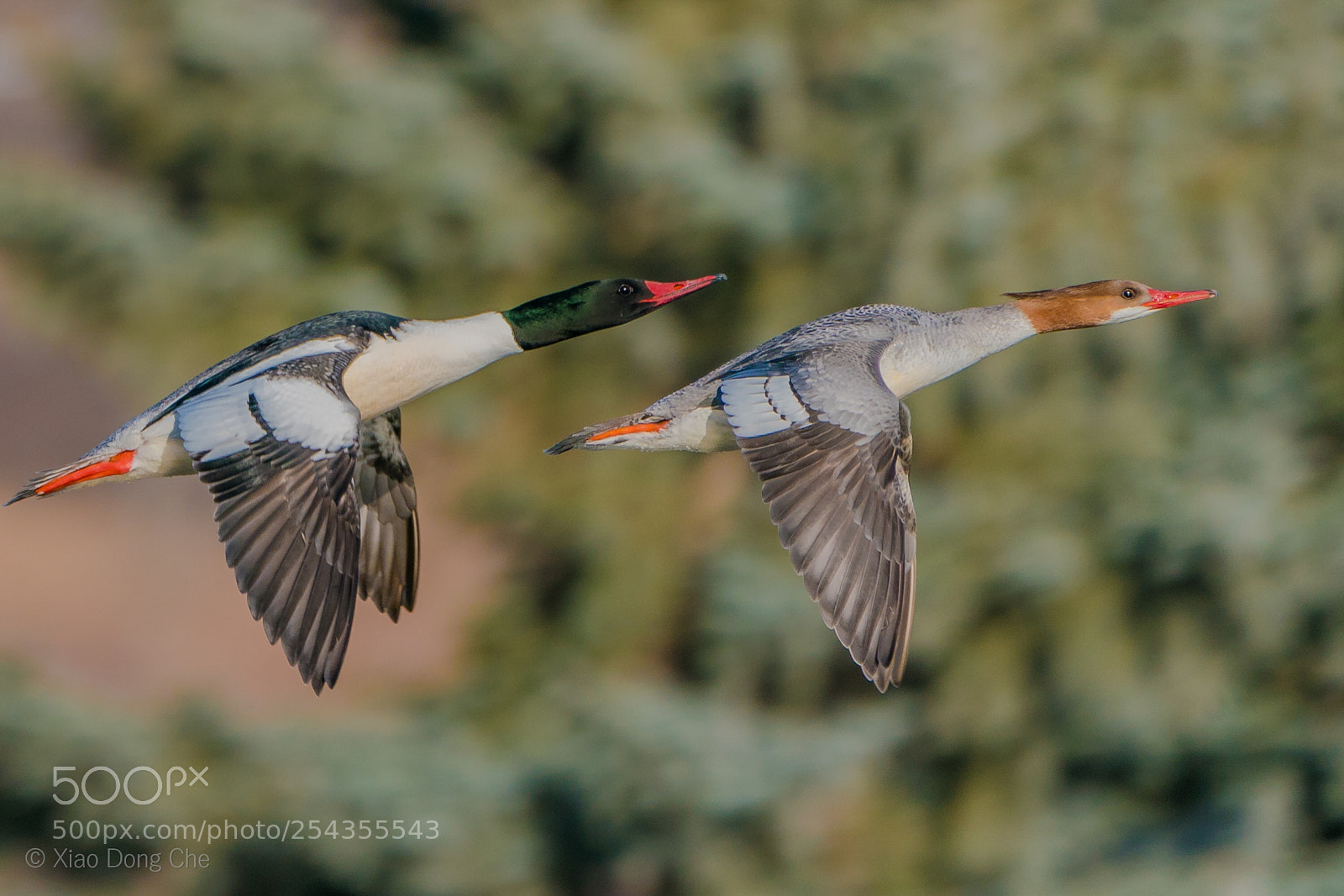 Sony a9 sample photo. Common mergansers flying over photography