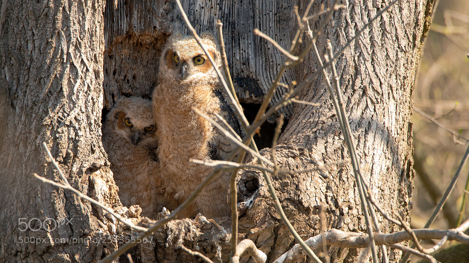 Nikon D750 sample photo. Great horned owlets 6 photography
