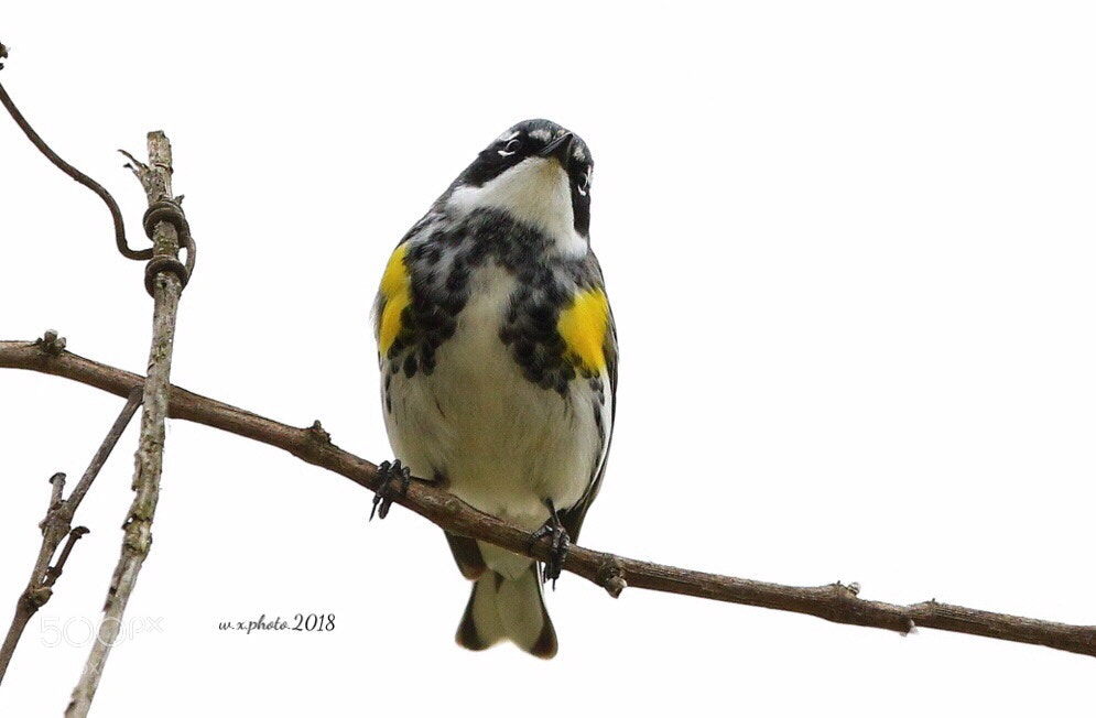 Canon EOS 7D Mark II sample photo. Yellow-rumped warbler photography
