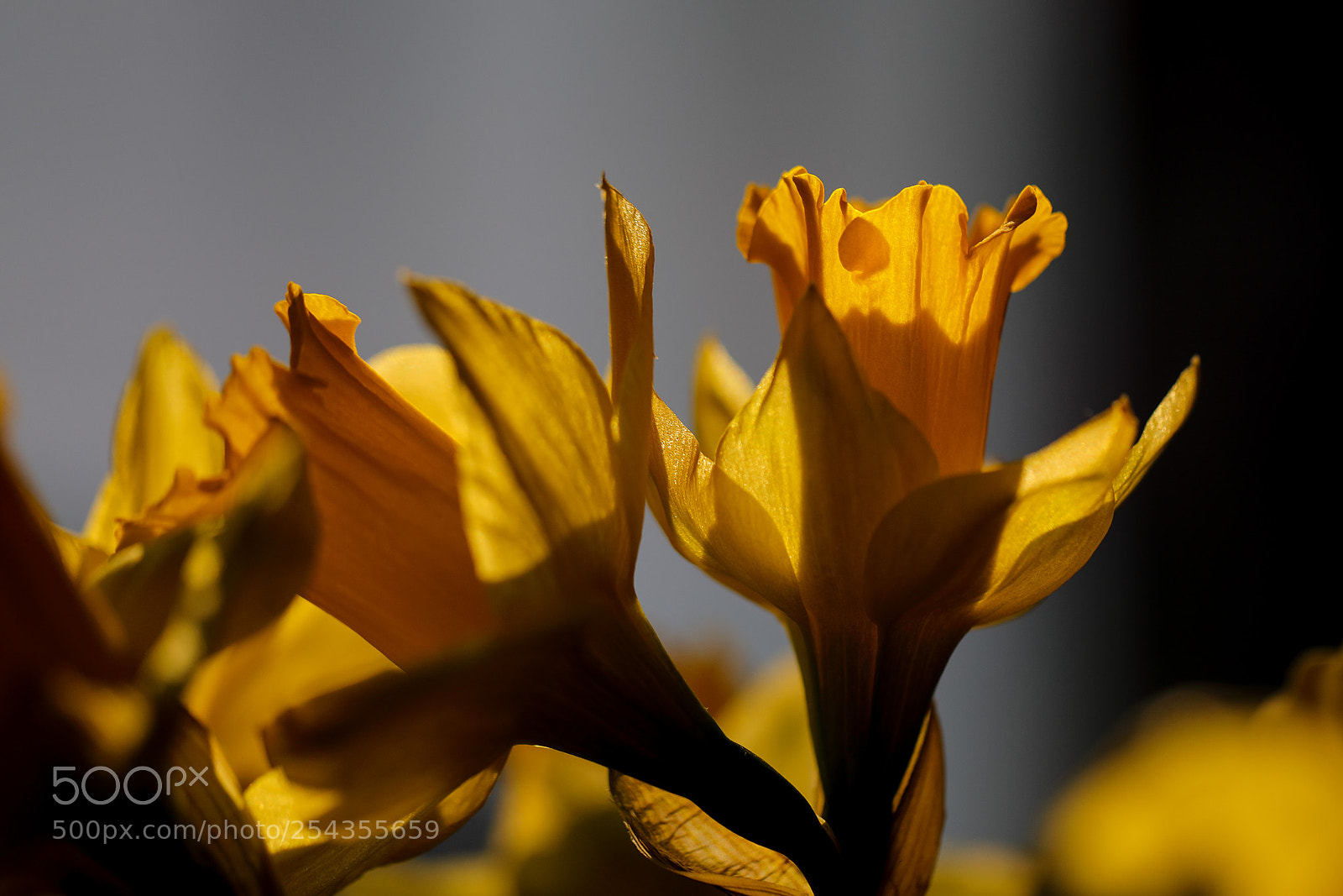 Canon EOS 5D Mark IV sample photo. Wild daffodil (osterglocken) photography