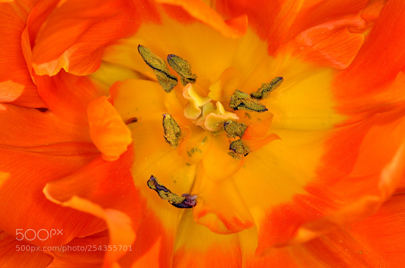 Nikon D7000 sample photo. Tulip finally opened! photography