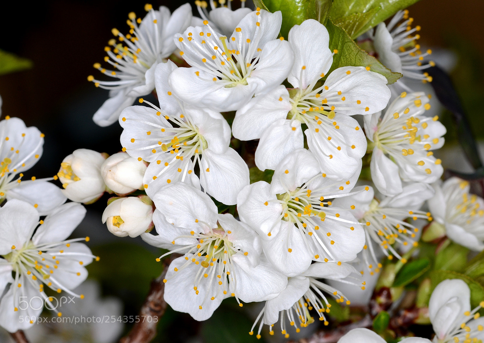 Nikon D7000 sample photo. Cherry tree flowers photography