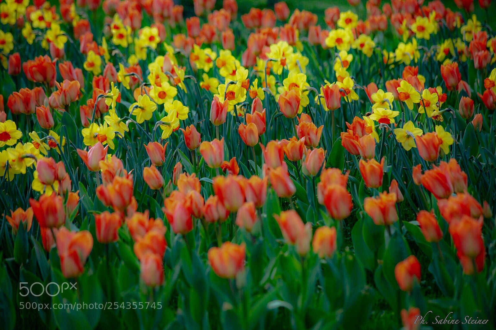 Canon EOS 5D Mark II sample photo. Flower power photography
