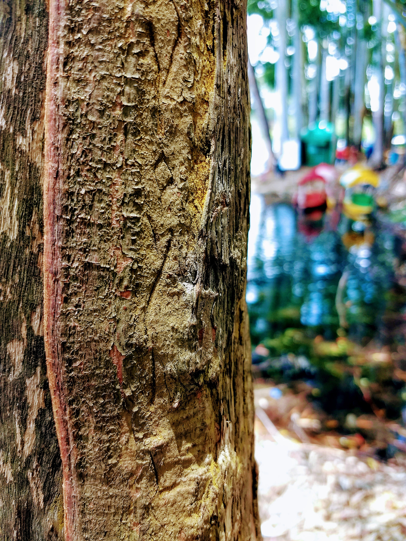 Motorola Moto Z (2) Play sample photo. Tree point of view photography