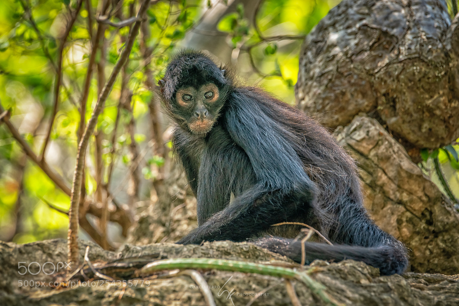 Sony a99 II sample photo. Spider monkey photography