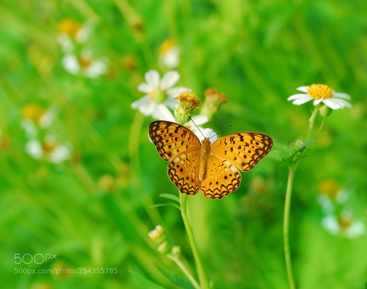 Nikon D200 sample photo. The land of butterfly photography