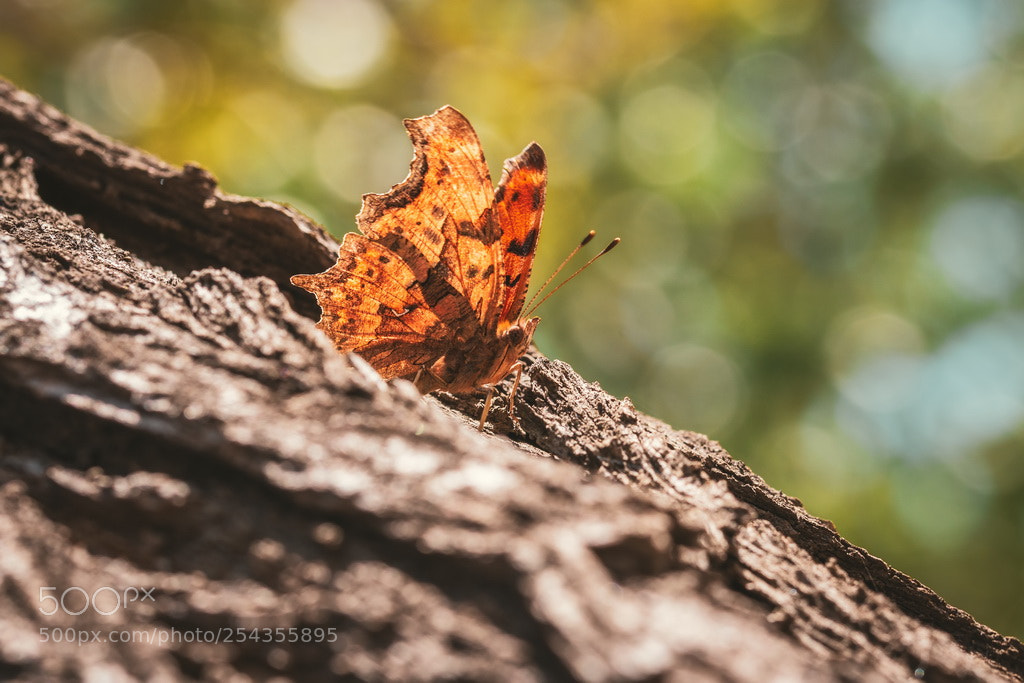 Canon EOS 70D sample photo. Butterfly photography