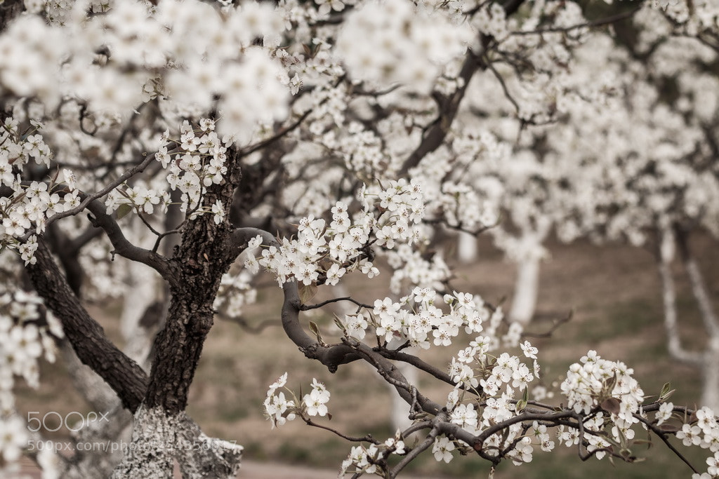 Canon EOS 70D sample photo. Blooming photography