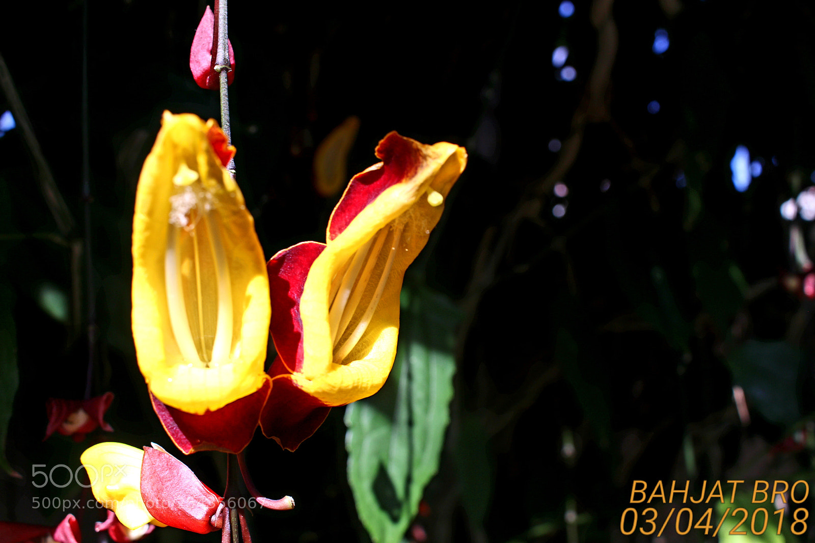 Canon EOS 100D (EOS Rebel SL1 / EOS Kiss X7) sample photo. From the botanic gardens photography