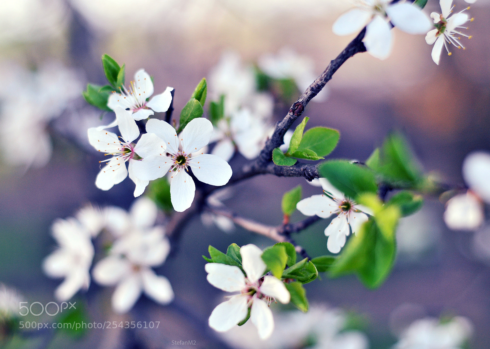 Nikon D300S sample photo. Green photography