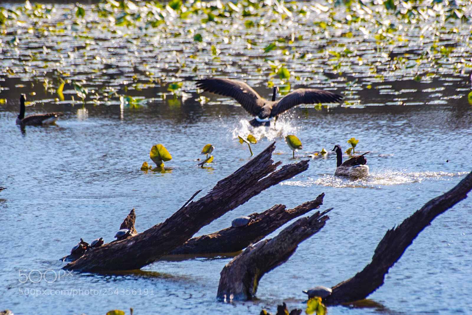 Sony a6000 sample photo. Scene from a landing photography