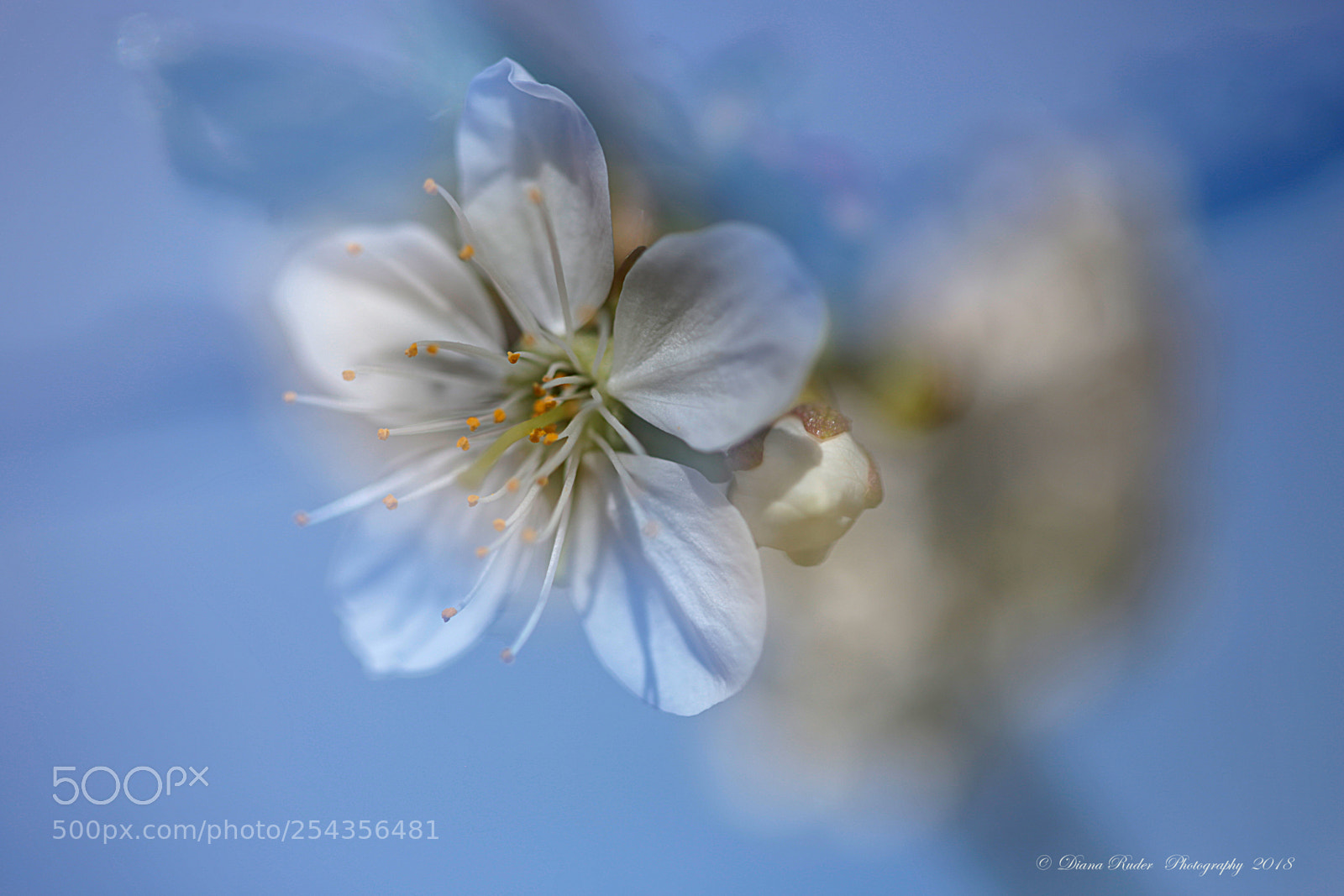 Canon EOS 6D sample photo. Delicate springtime photography