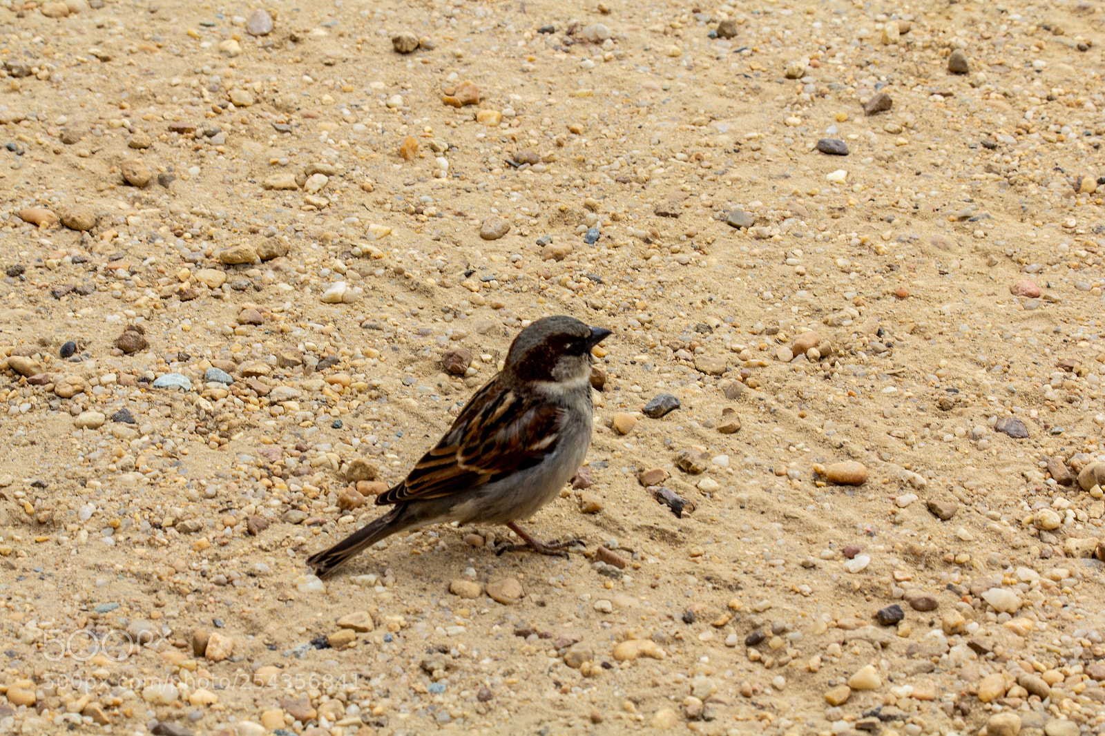 Canon EOS 60D sample photo. Bird photography
