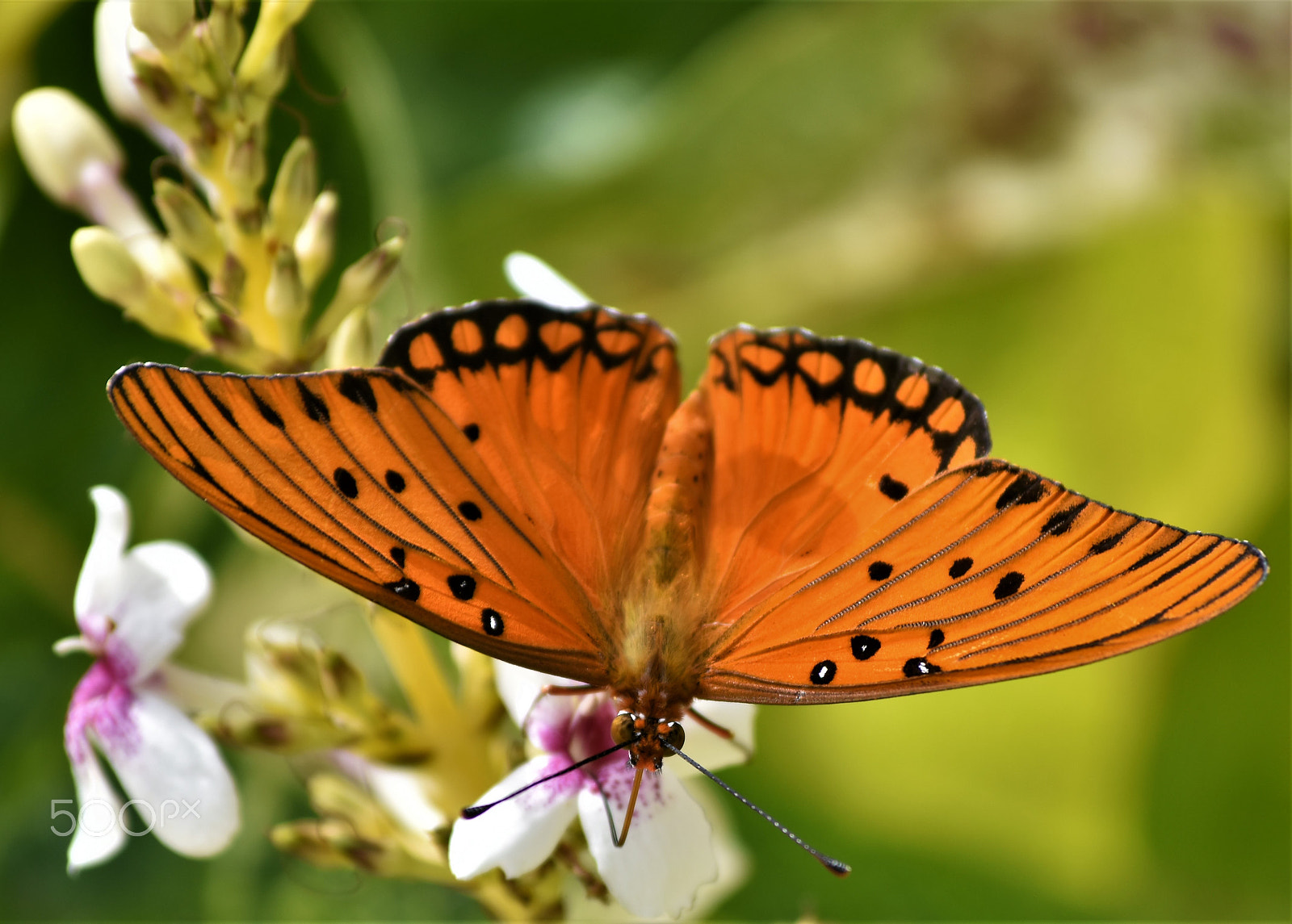 Nikon D5500 sample photo. Butterfly in paradise photography