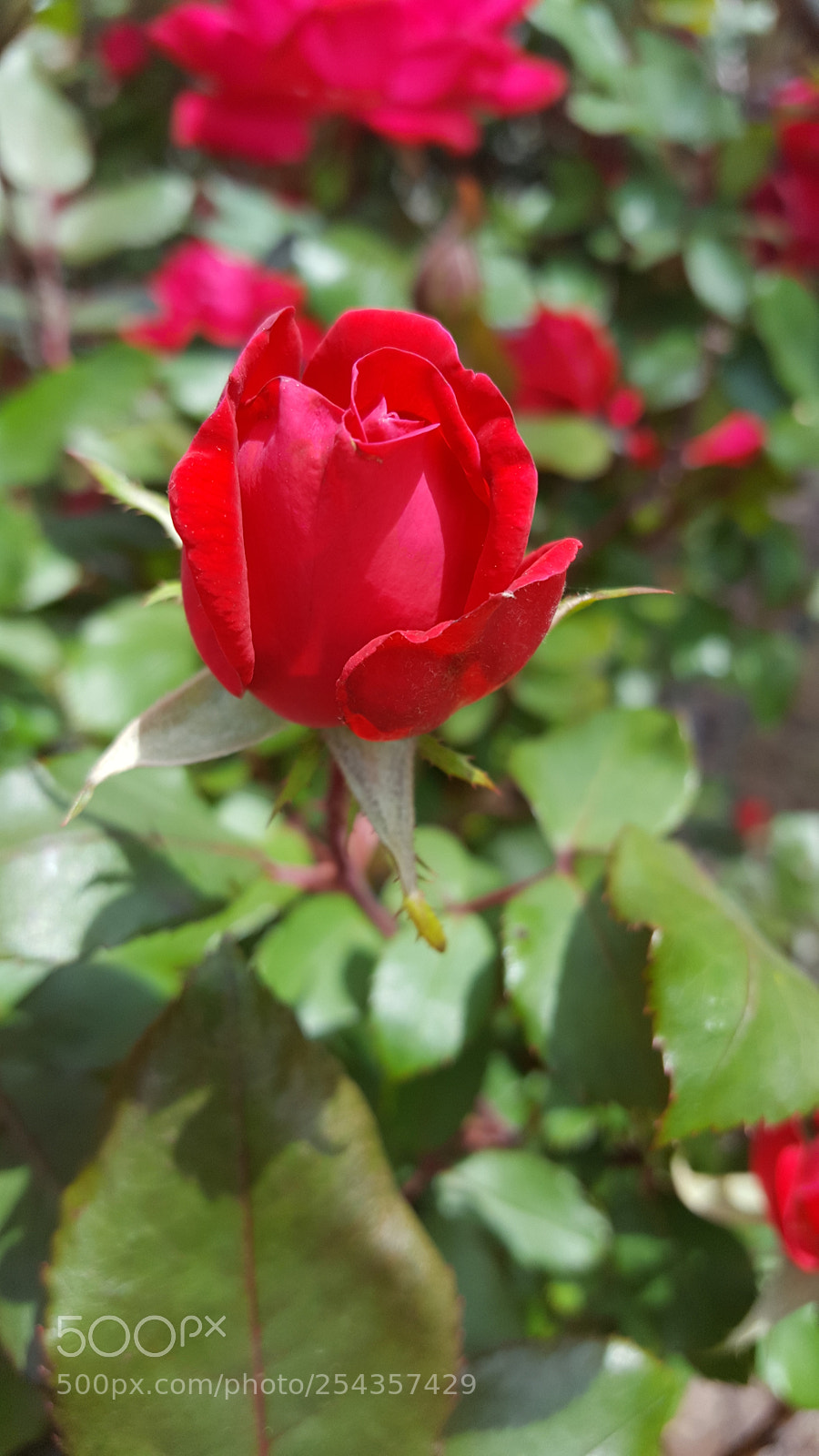 Samsung Galaxy S6 sample photo. A rose is a photography