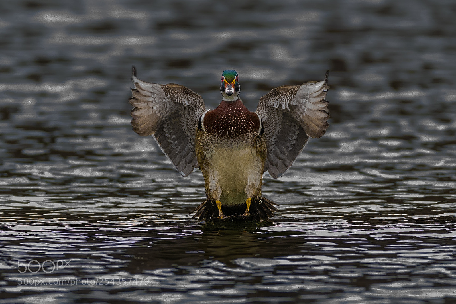Nikon D850 sample photo. Wood duck landing photography