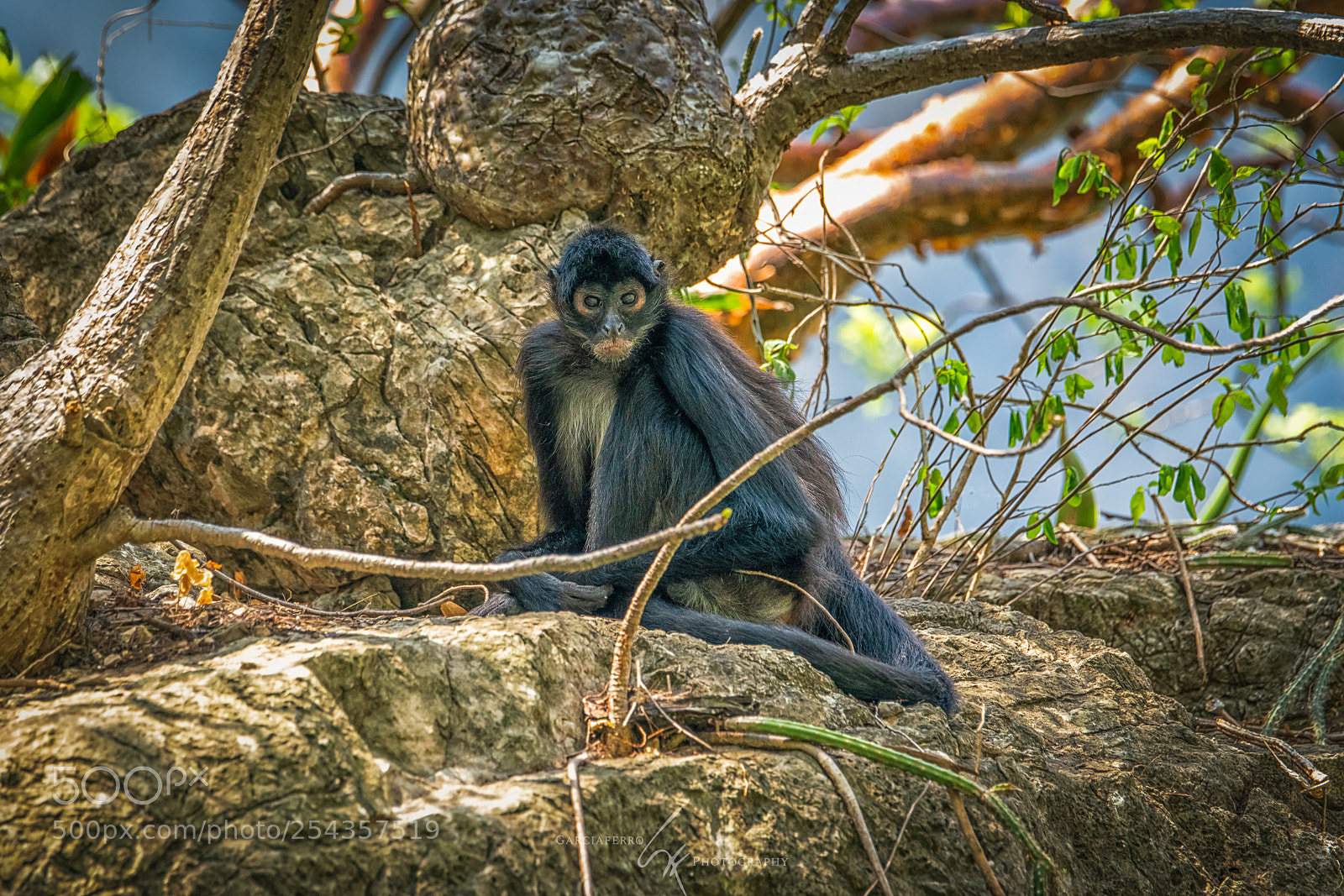 Sony a99 II sample photo. Spider monkey photography