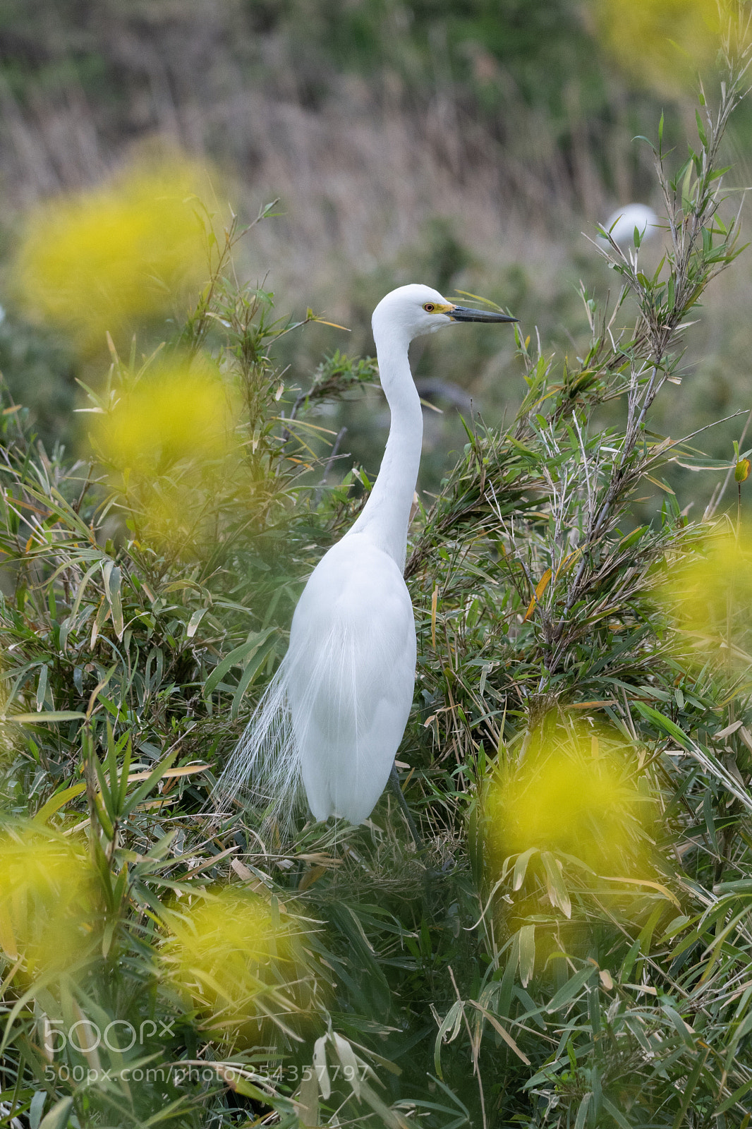 Nikon D500 sample photo. Intermediate egret photography