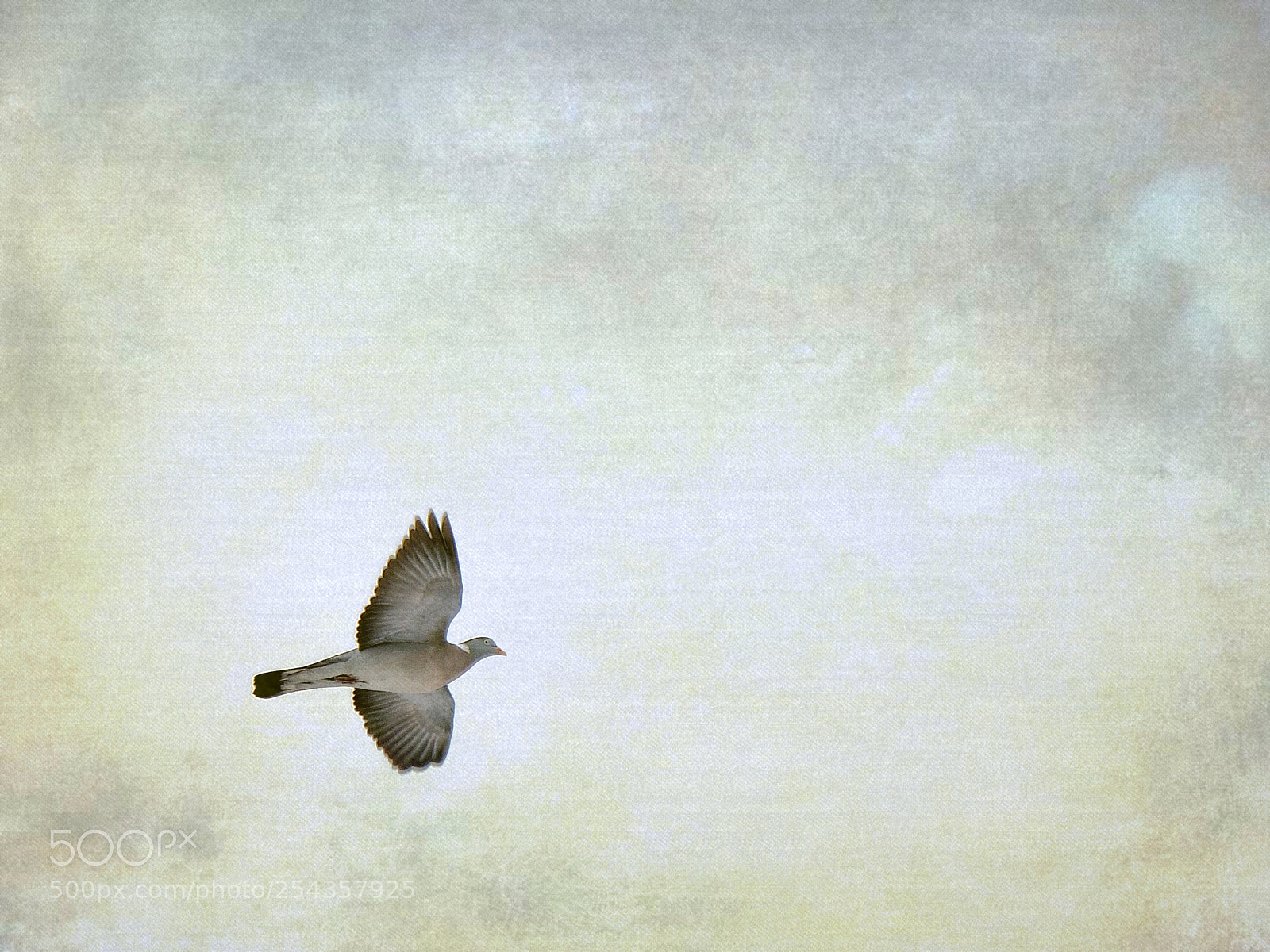 Nikon D610 sample photo. Fly away photography