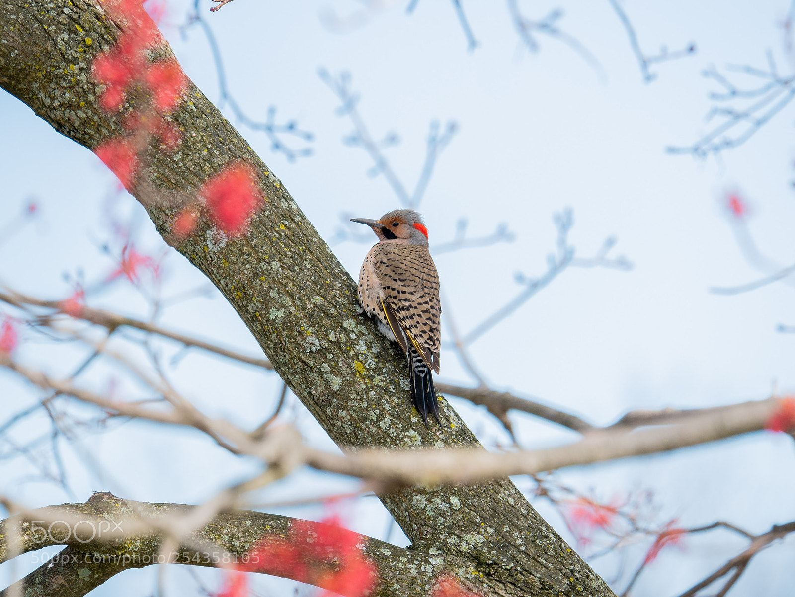 Panasonic Lumix DMC-G85 (Lumix DMC-G80) sample photo. Northern flicker photography