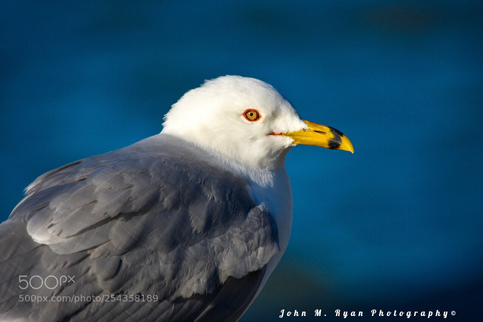 Nikon D3400 sample photo. Sundown seagull photography