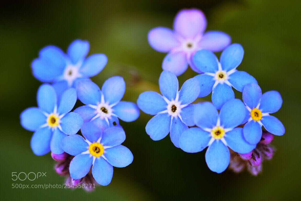 Nikon D5600 sample photo. Forget me not... photography